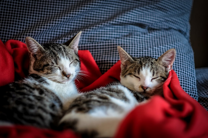 pets