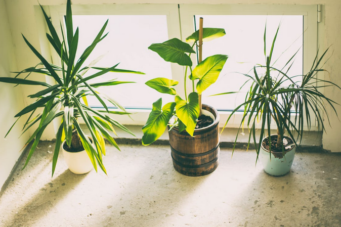 plants